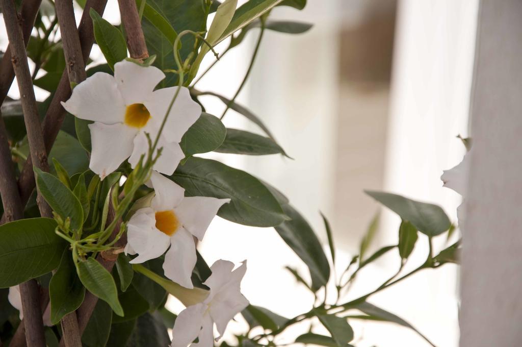 Bed & Breakfast Zalamera Valenza
